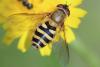 Syrphus sp.